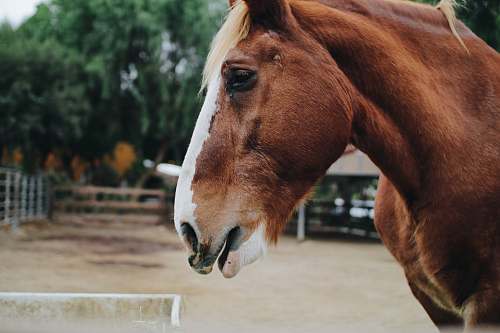 keyboard close up photography of brown and white horse horse