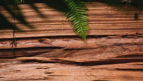 flora green leaf on brown surface plant