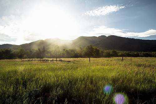 grassland grass field with mountain range grass