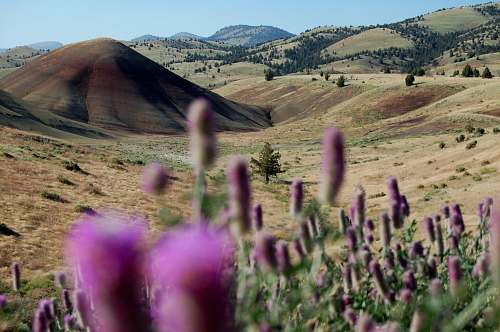mountain purple flowering plant near valley painted hills