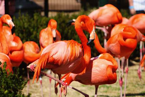 animal shallow focus photography of orange flamingos bird