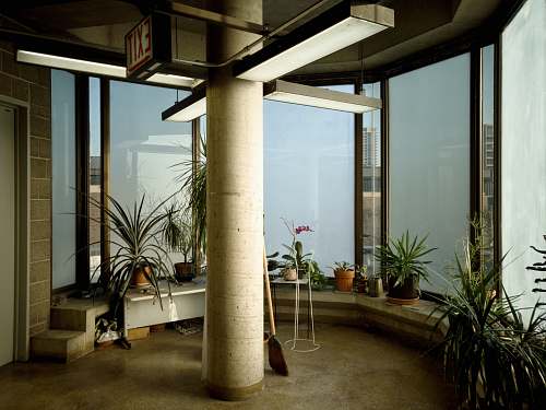 floor green-linear plants indoors
