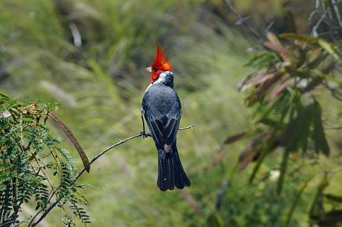 bird black and red bird perched on brown tree branch algae