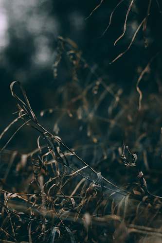 plant brown grass grass