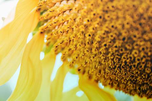 blossom close-up photography of yellow sunflower flower
