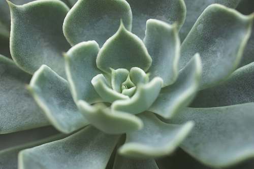 plant closeup photo of green succulent plant flower