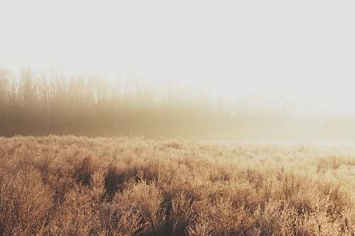 grass foggy brown field plant