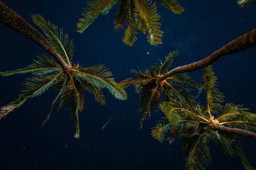 tree green and brown trees at nighttime conifer