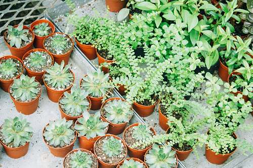 plant green succulents and green plants on pots herbs