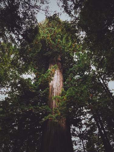 redwood landscape photography of green tree tree