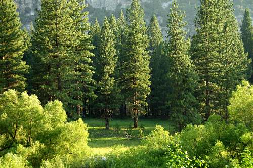 tree pine trees conifer