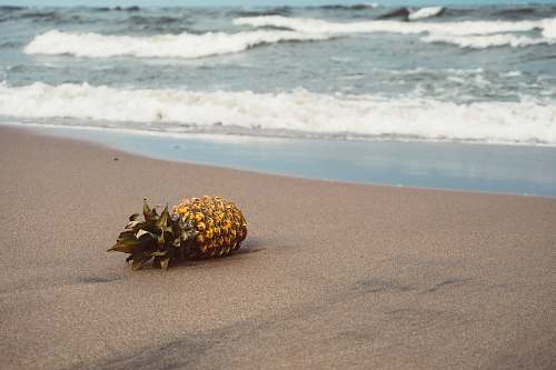 pineapple pineapple of sands food