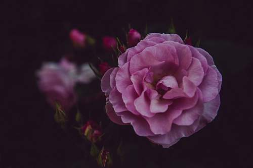 flower pink cluster flower plant