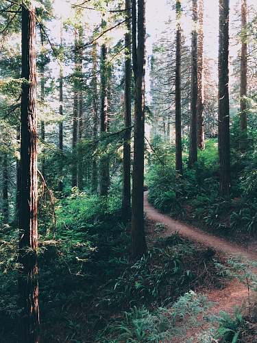 forest road between high trees on daytime land