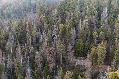 tree road in between forest during day conifer