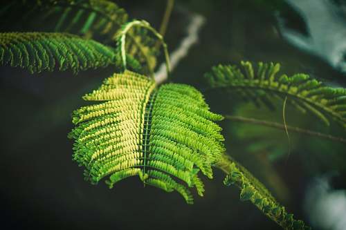 fern selective focus photography of fern-leafed plant plant