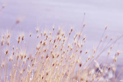 plant selective focus photography of grass field grass