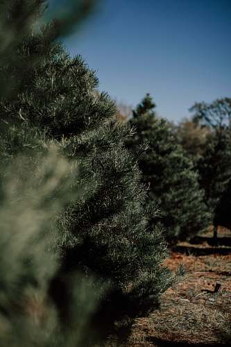 tree selective focus photography of pine tree conifer