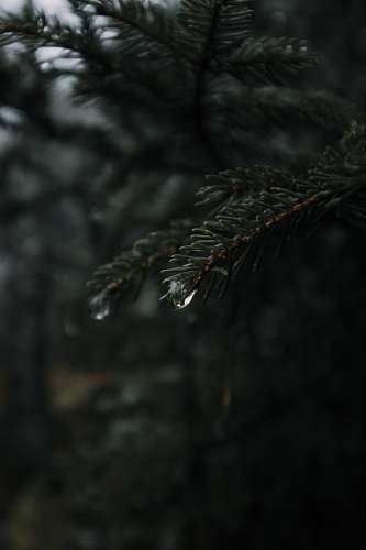 tree shallow focus of raindrop conifer