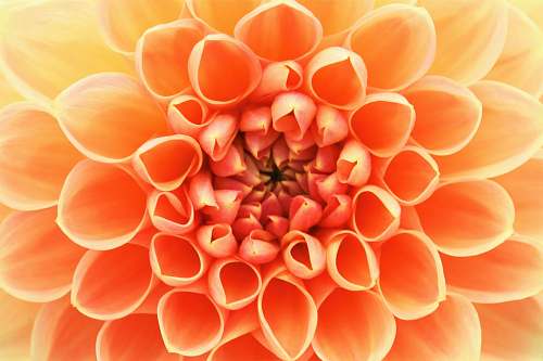 dahlia close-up photo of red and yellow petaled flower blossom