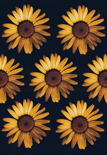 sunflower closeup photo of orange petaled flowers hazleton