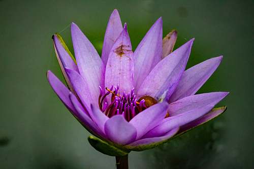 blossom closeup photography of purple petal flower plant