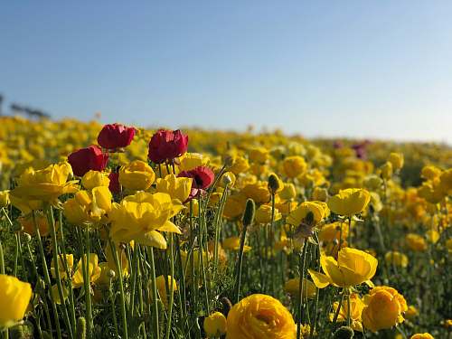 blossom landscape photo of red and yellow flowers flora