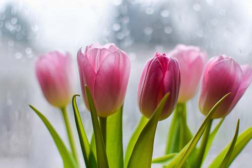 tulip macro photography of pink tulips blossom