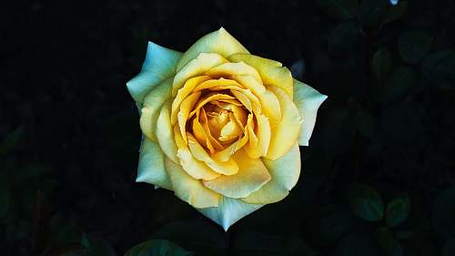 rose macro photography of yellow petaled flower blossom