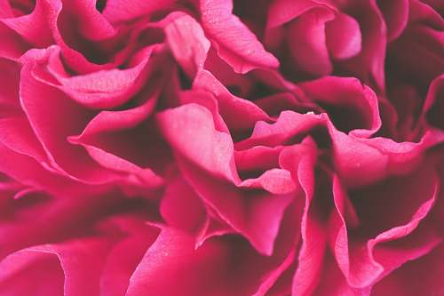 flora macro shot photo of pink flower blossom