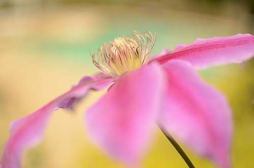 pink macroshot photography of pink flower new hampshire