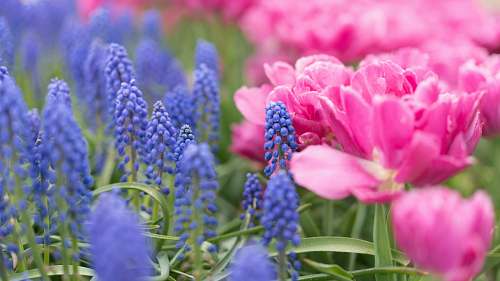 blossom pink and purple petaled flowers flora
