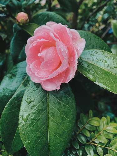 plant pink flower in bloom blossom