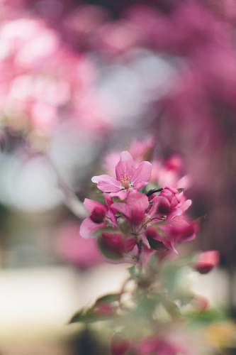 blossom pink petaled flower selective focus photography flora