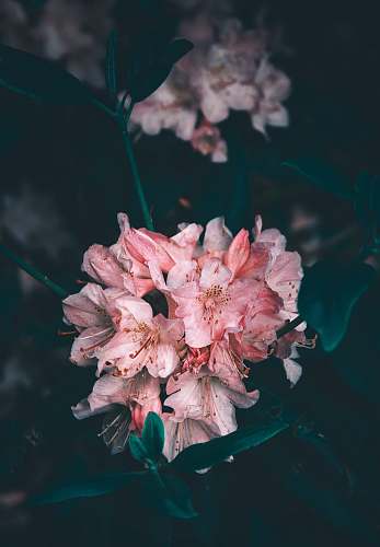 blossom pink-petaled flowers plant
