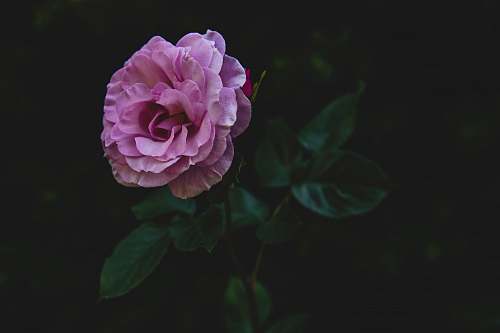 human pink rose flower with green leaves person
