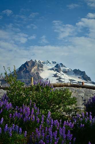 blossom purple lupines near brown tree branch lupin