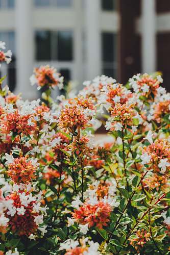 plant selective focus photo of orange and white ixora flowers lee university