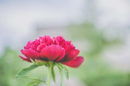 blossom selective focus photo of pink petaled flower during daytime carnation