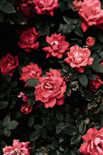 rose selective focus photo of red rose flower blossom