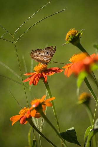 animal selective focus photography of butterfly on flower butterfly