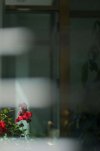 flora selective focus photography of red petaled flower during daytime rose