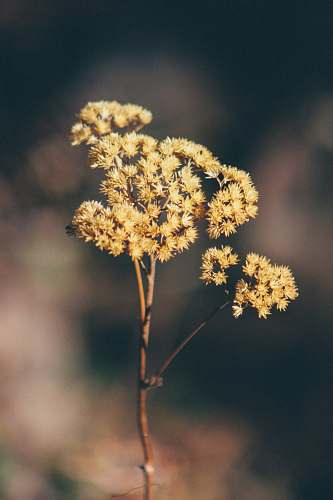 blossom shallow shot of yellow flowers plant