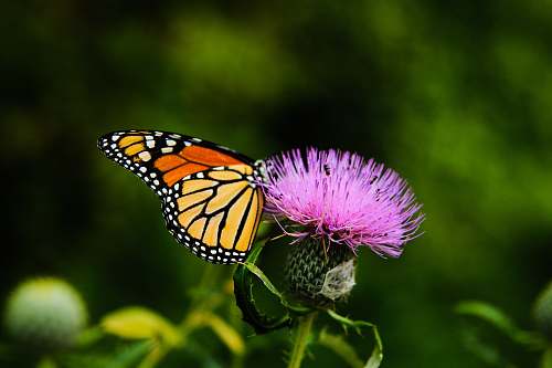 butterfly tilt-shift lens photography of butterfly on a pink flower thistle