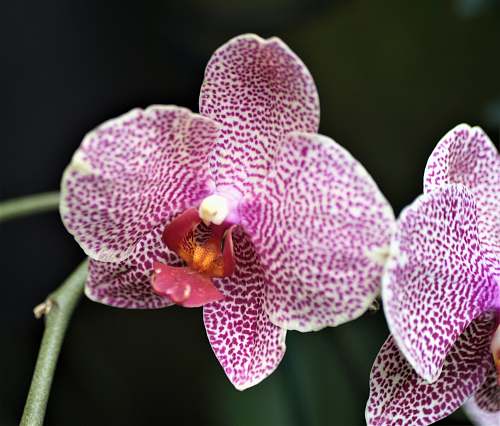 orchid white and pink orchid blossom