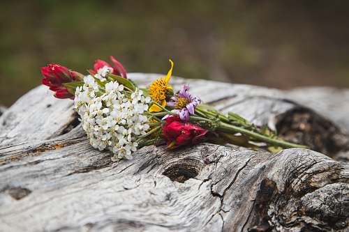 blossom white and pink petaled flowers on wood log flora