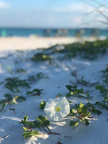 plant white morning glory flower in bloom santa rosa beach