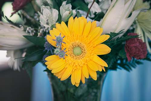 flora yellow clustered flower in vase plant