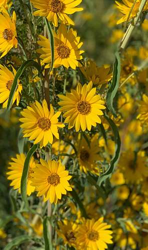 plant yellow flowers in tilt shift lens blossom