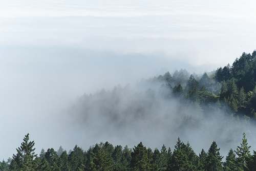 mist aerial photography of foggy forest weather